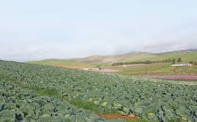 Interested In Selling Vegetables