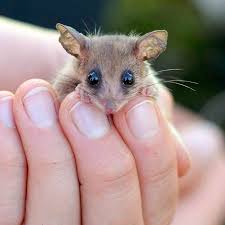 Australia, right now, feels a little biblical. Pygmy Possums Bush Heritage Australia