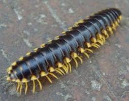 Black And Yellow Millipede Pin By Vicki Jacob On Painting In 2020 Millipede Cool Bugs Bugs