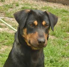 Black And Tan Coonhound Mixed With Rottweiler Labrottie Dog For Adoption In Yardley Pa Adn 532598 On Puppyfinder Com Gender Female Age Young Dog Adoption Dogs Labrador Retriever Mix