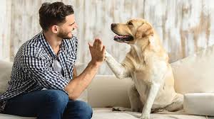 We did not find results for: What S The Most Popular Dog Breed In Raleigh Abc11 Raleigh Durham