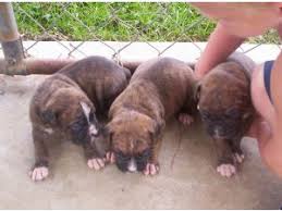 We serve dog lovers all across the continental united states. Boxer Puppies In Ohio