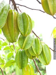 Image result for Averrhoa carambola