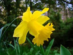 Narcissus Pseudonarcissus Wild Daffodil World Of Flowering Plants Container Flowers Daffodil Flower Annual Plants