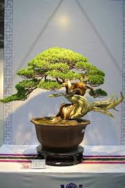 Juniper Bonsai Tree Bonsai Tree Types Juniper Bonsai