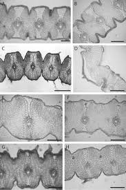 Image result for Xerophyta equisetoides