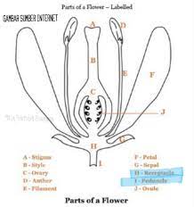 We did not find results for: Nur Hafizah Sharudin S Blog Kenapa Biji Buah Gajus Anacardium Occidentale Berada Di Luar