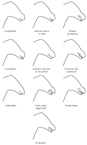 Body Language Of Stressed Horses