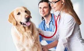After your deductible, your insurance company will typically work with the veterinarian to pay their portion of the cost of care. 5 Most Popular Pet Insuarance Companies From Reddit Users 2021 Reviews