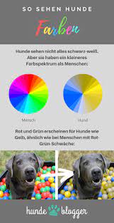 so sehen hunde farben sind sie farbenblind hundeaugen hunde hundchen training