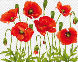 Huge collection, amazing choice, 100+ million high quality, affordable rf and rm images. Common Poppy Flower Drawing Flower Plant Stem Annual Plant Png Pngegg