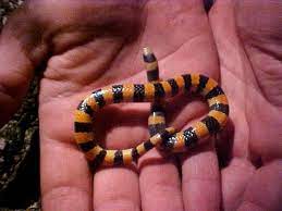 Banded Sand Snakes Chilomeniscus Cinctus Brother Photos Sonoran Desert Blackwater