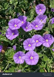 Image result for Convolvulus