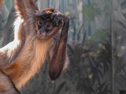 Maybe you would like to learn more about one of these? Monkey Scratching Her Head Photograph By Lisa Crawford