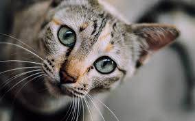 Is there a veterinary clinic in algonquin il? Ensuring Cats Use The Litter Box Millbrook Animal Care Clinic
