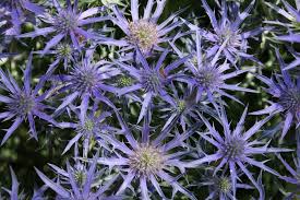 Maybe you would like to learn more about one of these? 15 Flowers That Will Live The Longest In Your Home