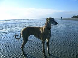 Maryland area residents looking to adopt a dog can choose from several local greyhound agencies. Home