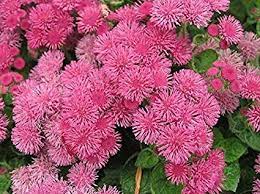 Ageratum Houstonim Nordmeer Flower Weight Best Flower Wallpaper