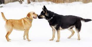 German Shepherd Vs Labrador Which Breed Is Best