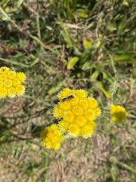 Image result for Helichrysum cephaloideum