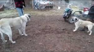Kangal Ve Coban Kopegi Karsilasmasi 2018 Ev Hayvanlari Ve Hayvanlar Youtube