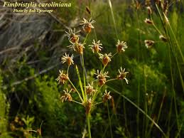 Image result for Fimbristylis complanata