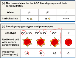 Alleles and genes (8 min). Mcdb1a Non Mendelian Genetics Flashcards Quizlet