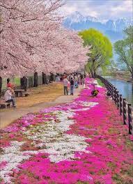 The Bloom Of Cherry Blossoms In Japan Traveller Cherry Blossom Japan Cherry Blossom Japan Travel