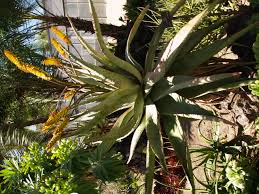 Image result for Aptosimum marlothii