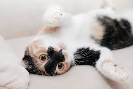 Cape may court house, nj. Consider Medical Boarding Your Pet S Best Temporary Home Oakland Animal Hospital