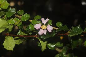 Image result for Malpighia coccigera