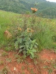 Image result for Leonotis ocymifolia