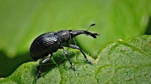 Es werden dann abends so bis zu 4 käfer und man entdeckt sie meistens nur auf der hellen tapete. Schwarze Kafer Haufige Arten Und Die Bekampfung Gartenrevue De