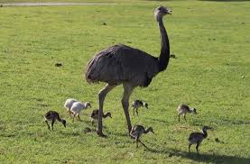 Lazy 5 Ranch - Transformation Tuesday! Greater Rhea eggs... | Facebook