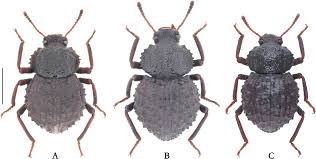 Image result for Sladeniaceae