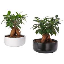 Image result for F kus Ficus