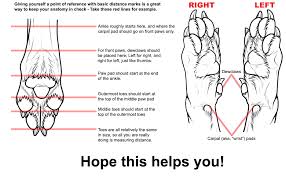 Pin On Anthro Furry Anatomy