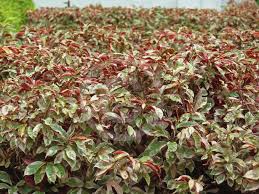 Image result for Excoecaria