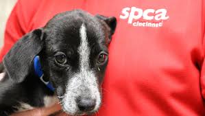 Younger kids usually are adopted by the children in agency care have experienced some level of abuse or neglect, or they come from families who are not able to care for them because. Expanded Spca Cincinnati In Sharonville Now Has 86 Kennels