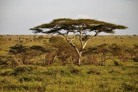 Image result for Acacia amythethophylla