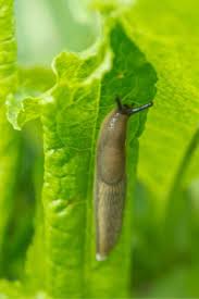 Slugs reach maturity after about 3 to 6 months, depending on the species, and lay translucent oval to round eggs in batches of 3 to 40 beneath leaves, in soil cracks, and in other protected areas. 4 Cheap Ways To Naturally Get Rid Of Slugs In Your Garden Growfully