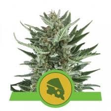 This means that the values which we specify are average germinate your seeds with the proven coffee filter method or use our germination kit with included. Autoflower Cannabis Seeds Royal Queen Seeds