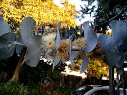 Sep 11, 2021 · at dollar general, save big when you use your dollar general digital coupons account. Silver Leaf Stringybark Silver Dollar Tree Eucalyptus Cinerea Medium Sized Tree With Rough Bark Coin Shaped Silvery Leaves And Large White Flowers Stock Photo Picture And Royalty Free Image Image 97247431