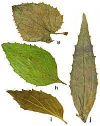 Image result for Phrymaceae