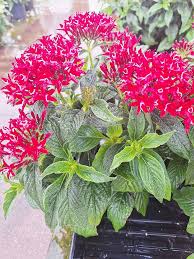Image result for Pentas lanceolata