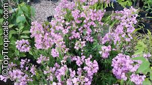 It is native to eastern south america, found from brazil, west to peru, and south to southern argentina. Bougainvillea Arborea Bougainvillea Toptropicals Com