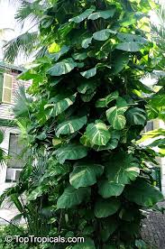 Image result for Epipremnum