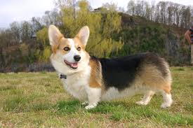 Tri Color Corgi Corgis Pinterest
