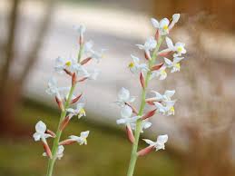 My ludisia discolor is deep purple with white stripes and beautiful spikes of white tiny flowers, 10 to 15 long. Ludisia Orchid Care Tips For Growing Jewel Orchids