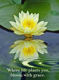 Bloom With Grace Flower Qoutes Flower Quotes Life Lotus Flower Quote